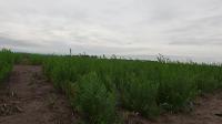 Farmland_segment project thumbnail