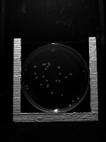 Ecoli project thumbnail