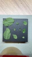 mint leaf measurement  project thumbnail