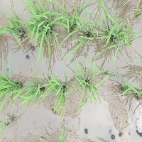 SegPaddy project thumbnail