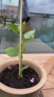Faba Plant project thumbnail