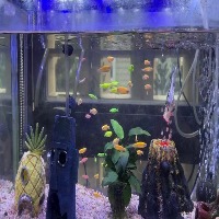 FishDetect project thumbnail