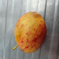 food detection project thumbnail