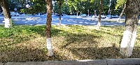 Tree project thumbnail