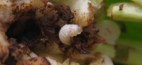 Chilli Plant Disease Detection project thumbnail
