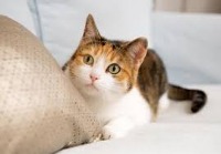 Animal Detection project thumbnail