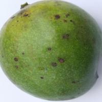 Mango disease project thumbnail