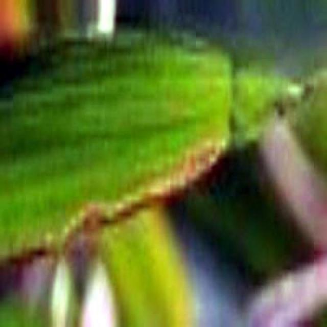 Rice leaf disease classification Classification Model by Rice Leaf ...
