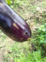 fruit borrer project thumbnail