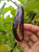 melon thrips project thumbnail