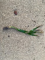 LamunDetection project thumbnail