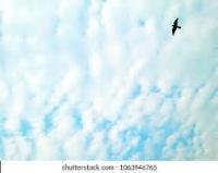 fixedwing-bird-2 project thumbnail