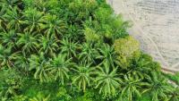 Find Coconut Trees and Stumps project thumbnail