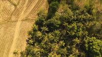 Find Coconut Trees 3 project thumbnail