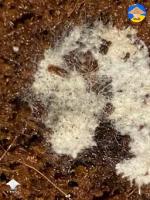 Identifying Contamination in myc project thumbnail