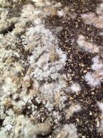 Find green molds and Trichodermas project thumbnail
