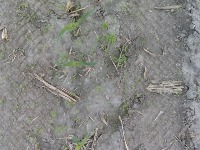 weed-crop-2 project thumbnail