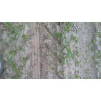 SIRCA-weed-maize project thumbnail