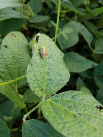 Detection of insect project thumbnail