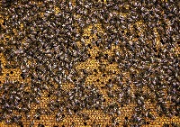 yolov8_bee project thumbnail