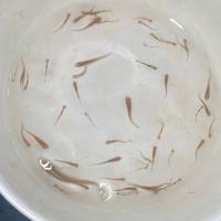 isda fry project thumbnail
