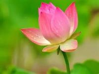 flower project thumbnail
