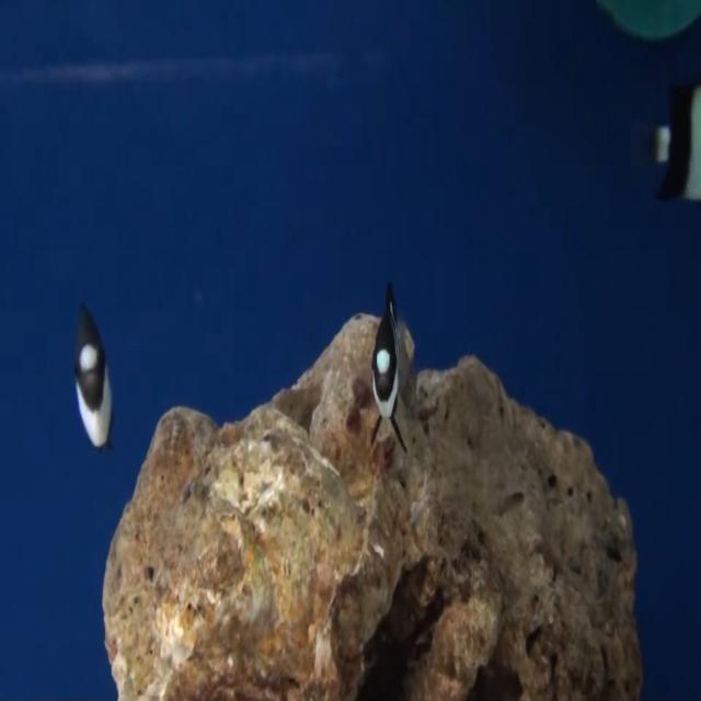 Model Scan Fish FishRecognition Object Detection Dataset by GOMUNDERROBOFLOW