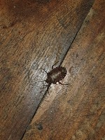 Stink Bug Detection project thumbnail