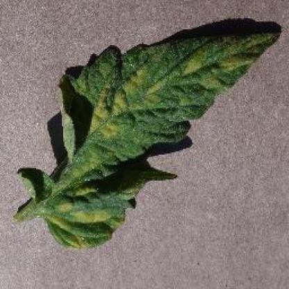 leaf Object Detection Model by Ilws