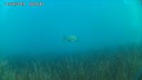 Coastal Plants(Seagrass) project thumbnail