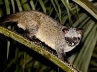 Philippine Palm Civet project thumbnail