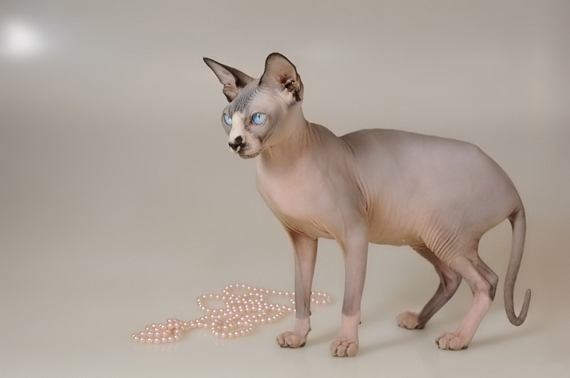 My first cat project Object Detection Model by FirstProject