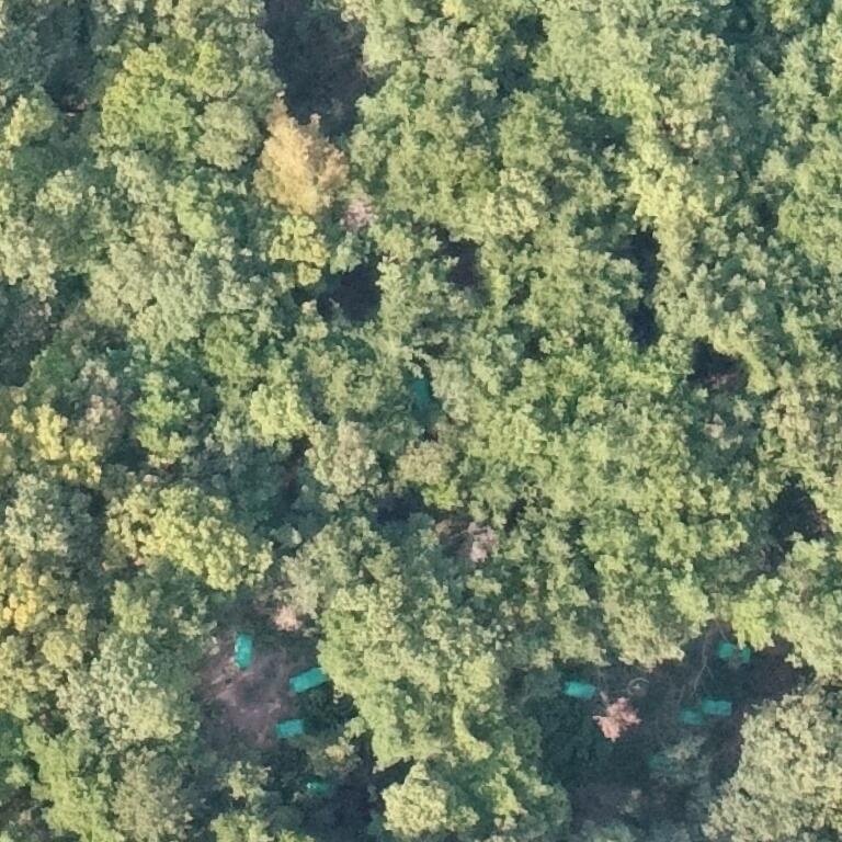 tree Object Detection Dataset by seung-man chun