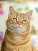 cat project thumbnail