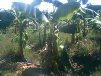 banana-vision-leaf 2 project thumbnail