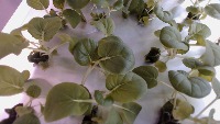 leaves project thumbnail