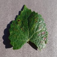 plant disease detection project thumbnail