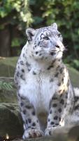 TigarSnjeznjiLeopardPigvin project thumbnail