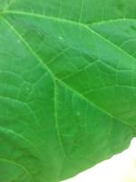 Leaf Segmentation project thumbnail