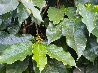 coffee-leaves project thumbnail