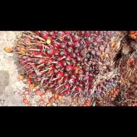 kematangan kelapa sawit project thumbnail