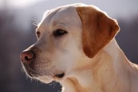 DogCatBeer project thumbnail