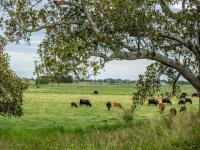 deers_horses_sheeps project thumbnail