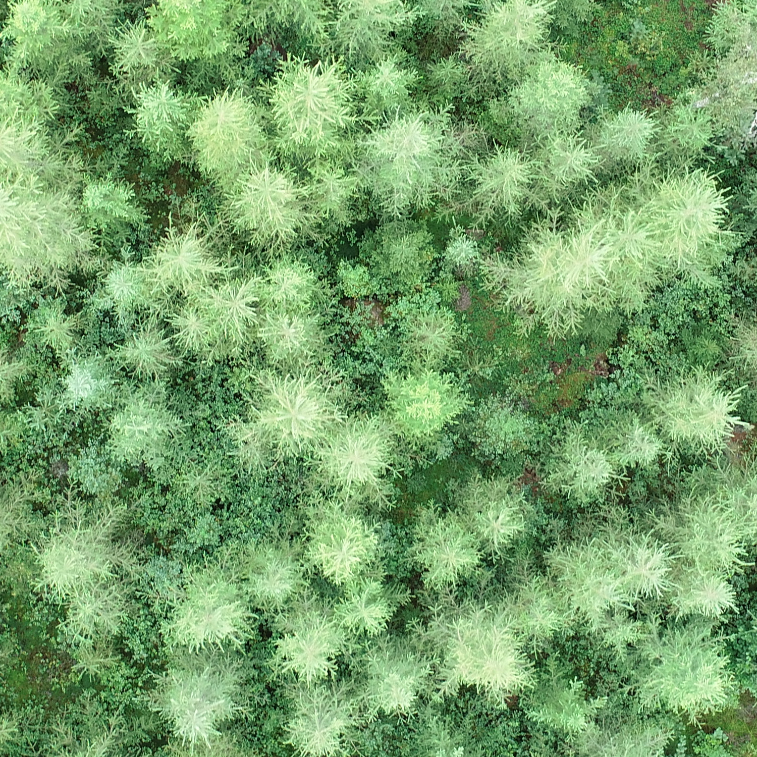 Trees crown Instance Segmentation Dataset by Datasets