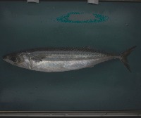 fish_mask project thumbnail