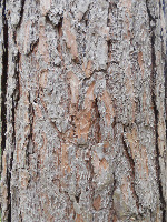 BarkNet2025 project thumbnail