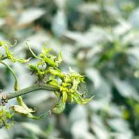 Chilli Plant project thumbnail