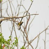 Bird project thumbnail
