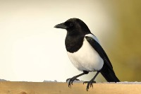 birds_magpie project thumbnail