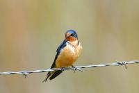 swallow project thumbnail